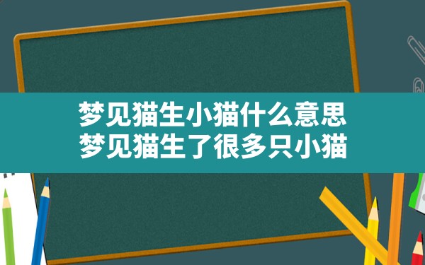 梦见猫生小猫什么意思(梦见猫生了很多只小猫) - 一测网