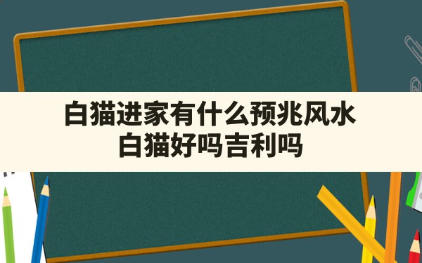 白猫进家有什么预兆风水,白猫好吗?吉利吗? - 一测网