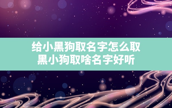 给小黑狗取名字怎么取,黑小狗取啥名字好听 - 一测网