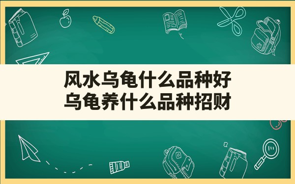 风水乌龟什么品种好(乌龟养什么品种招财) - 一测网