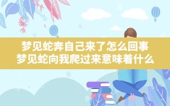 梦见蛇奔自己来了怎么回事,梦见蛇向我爬过来意味着什么