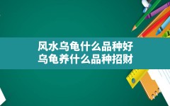 风水乌龟什么品种好,乌龟养什么品种招财