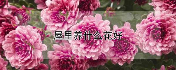 屋里放什么花好