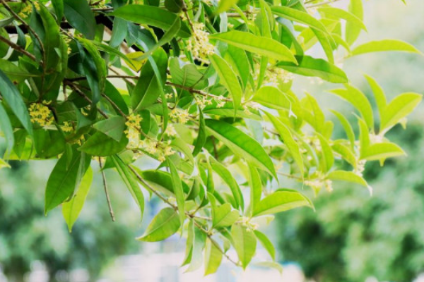 前院种什么树风水好