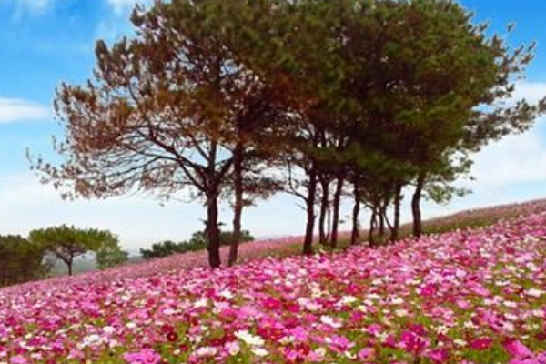 梦见花开是怎么回事