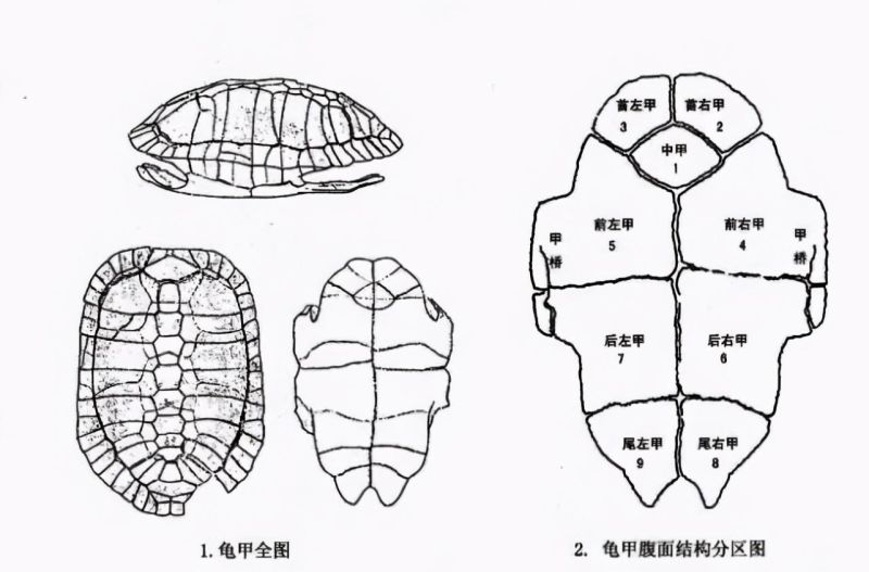 易经 规律 周易 事物 预测分析