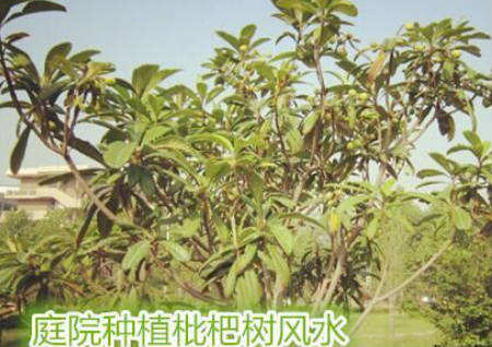 枇杷树种院子里有风水说法吗,庭院种植枇杷树风水好吗